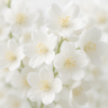 Jasmine Bloom Fragrance Oil