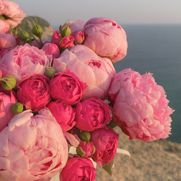 Pink Peony Fragrance Oil